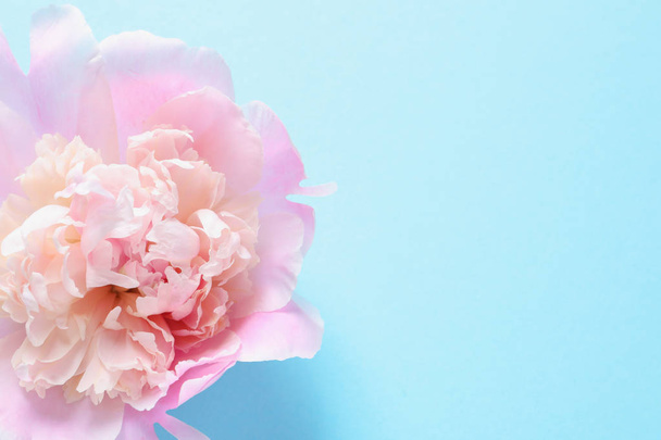 Beautiful fragrant peony flower on color  background - Φωτογραφία, εικόνα