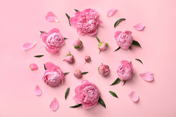 Beautiful fragrant peony flowers on color background - Valokuva, kuva
