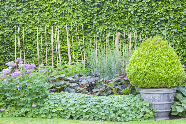 Evergreen boxus topiary cone kształt ozdobnych garnka w angielski ogród krajobrazowy z kwiatami domek, przeciwko liściaste żywopłot . - Zdjęcie, obraz