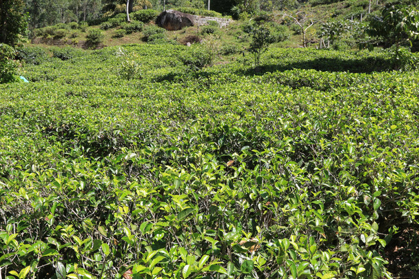 Φυτά τσαγιού στο Νουγουάρα Ελίγια, Σρι Λάνκα - Φωτογραφία, εικόνα