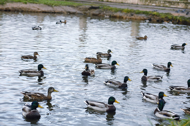 Des oiseaux sur l'étang. Un troupeau de canards et de pigeons près de l'eau. Mi
 - Photo, image