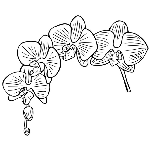 Drawing orchid flower stock illustration - Vektor, kép
