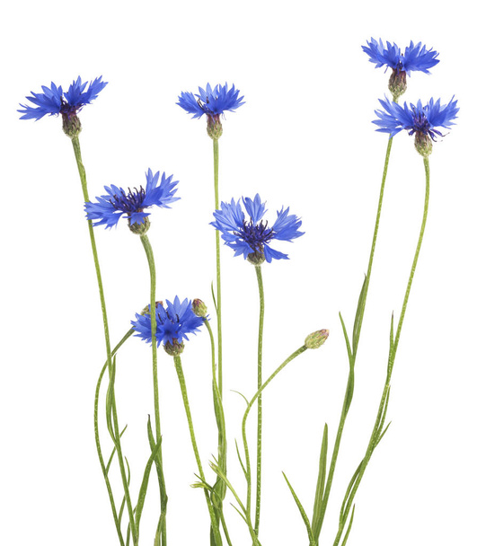 Bouquet of blue cornflowers isolated on white background. Selective focus - Φωτογραφία, εικόνα