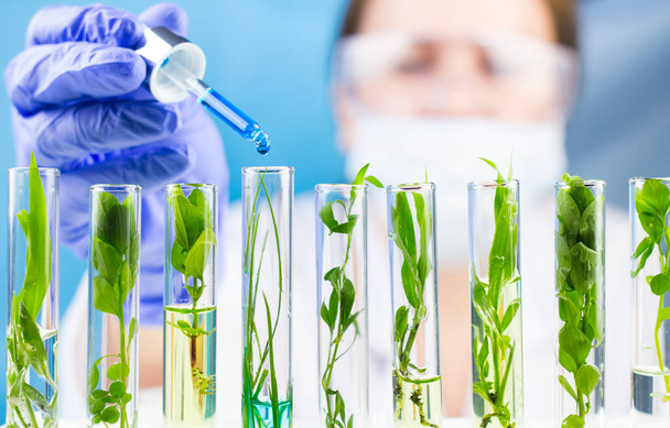 Wissenschaftler halten Pipette mit blauem Flüssigwassertropfen in Reagenzgläser mit grüner Frischpflanze. - Foto, Bild