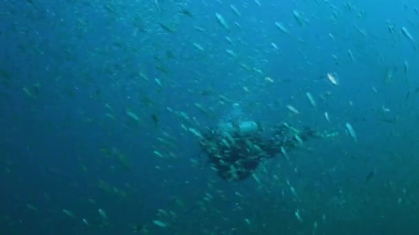 Diver swims with a large school of fish tomates grunts, Haemulon aurolineatus, North Carolina, Aug. 2016 - Footage, Video