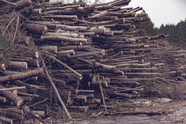 Valtava kasa kaatuneita puita. Ekologian ja luonnon käsite
 - Valokuva, kuva