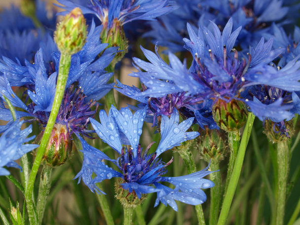 blue cornflowers on green meadow - Photo, Image