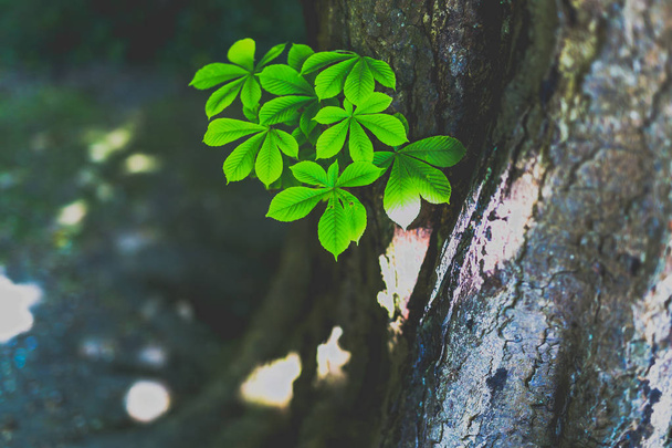 яскраво-зелене листя на стовбурі каштана на неглибокій глибині різкості
 - Фото, зображення