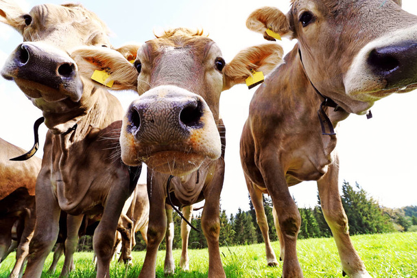 Ciekawi Młodzi brązowy bydło na pastwisku. Trzech młodych ciekawy krów mlecznych - Zdjęcie, obraz