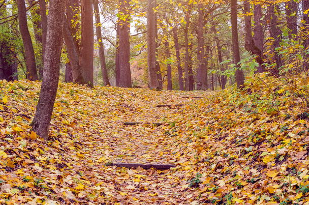 Πέτρινα σκαλοπάτια που σκορπίζονται με τα κίτρινα φύλλα του φθινοπώρου. - Φωτογραφία, εικόνα
