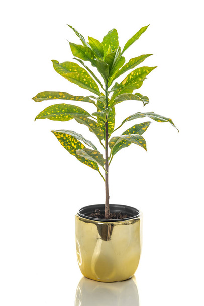 Goldstaub-Crotonpflanze in einem goldenen Topf, isoliert auf weißem Hintergrund. - Foto, Bild