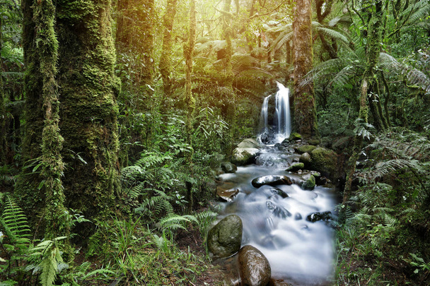 Вода, що тече в тропічних дощових лісах
 - Фото, зображення