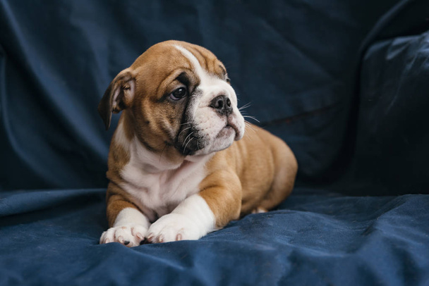 Cute female puppy of english bulldog,selective focus - Zdjęcie, obraz