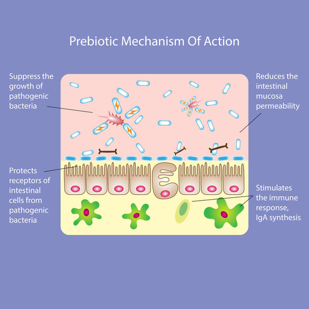 Prebiotic ή προβιοτικά μηχανισμό δράσης. Εικονογράφηση φορέα ιατρικής - Διάνυσμα, εικόνα