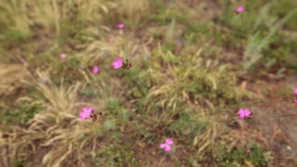 Fleur sauvage Centaurium erythraea dans la prairie. Concentration sélective
. - Séquence, vidéo