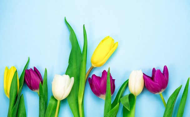 tulipanes sobre fondo azul
 - Foto, Imagen