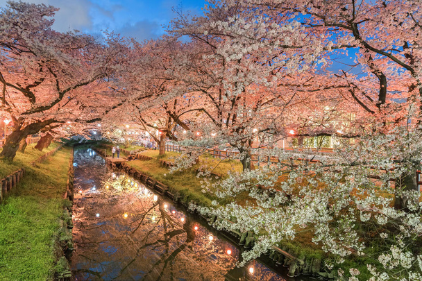 Японская сакура цветет сакурой с небольшим каналом в весенний сезон
 - Фото, изображение