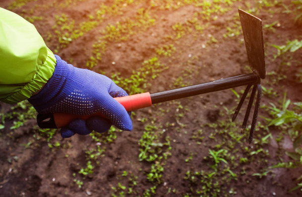 Agricultural photo of a gardener hand in green jacket holding metal hoe tool on ground with sprouts background. - Foto, afbeelding