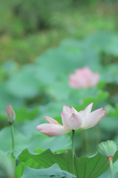  Lotus çiçek çiçek, yaz saati hk - Fotoğraf, Görsel