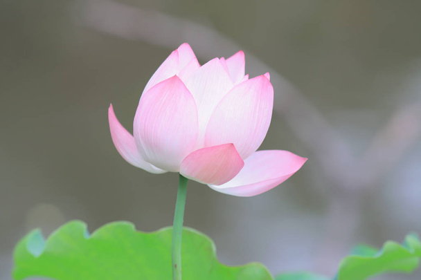  kwiat kwiat lotosu w okresie letnim hk - Zdjęcie, obraz
