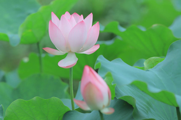  Lotosový květ květ v letním období hk - Fotografie, Obrázek