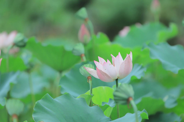  lotus flower blossom at summer time hk - Photo, Image