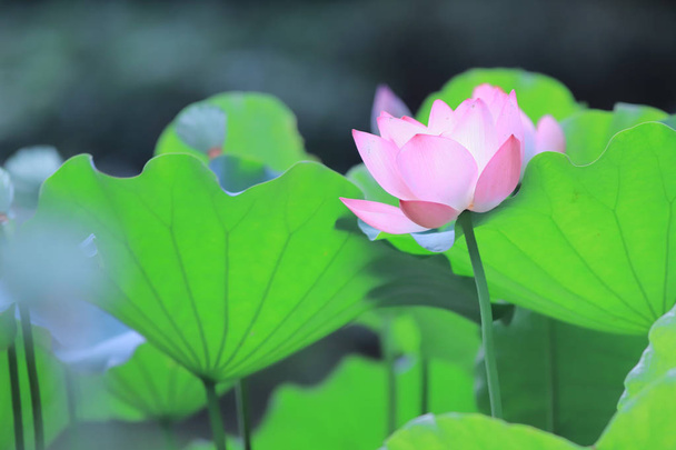  Lotus bloem bloeien op zomertijd hk - Foto, afbeelding