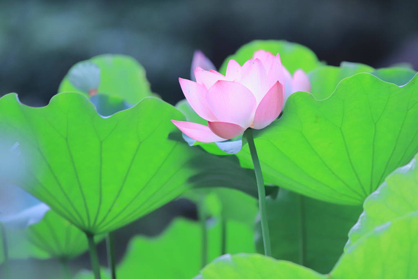  Lotusblüte zur Sommerzeit hk - Foto, Bild
