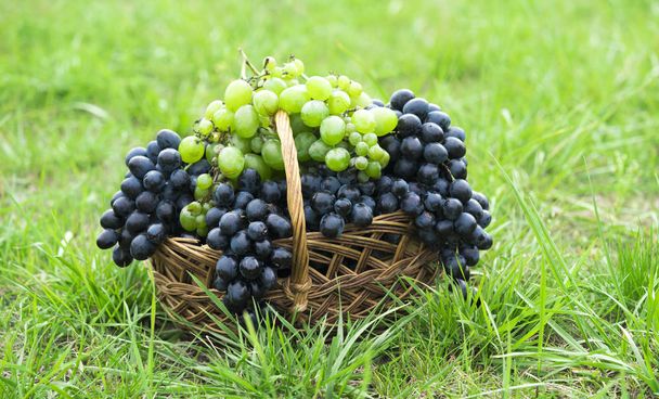 cesta y uvas sobre hierba verde
 - Foto, imagen