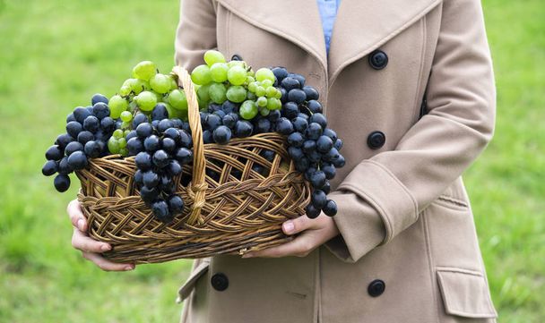 girl holding a basket with grapes - Photo, Image