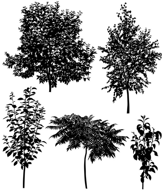 Collection of silhouettes of different species of trees: cherry, pear, plum, birch, sumac - Vector, Image