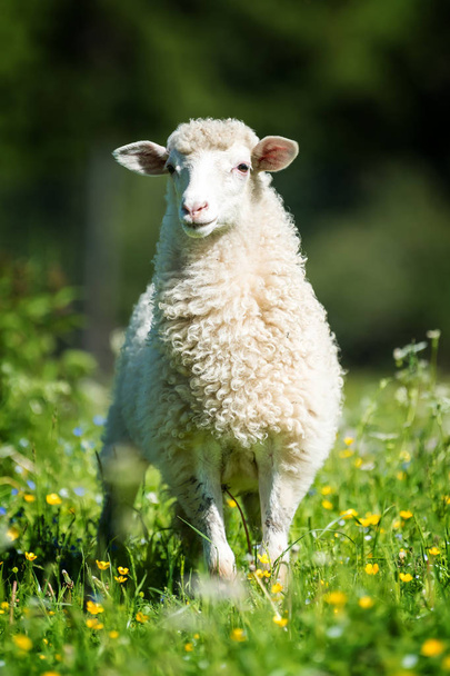 Chiudere giovani pecore in un prato in una fattoria
 - Foto, immagini