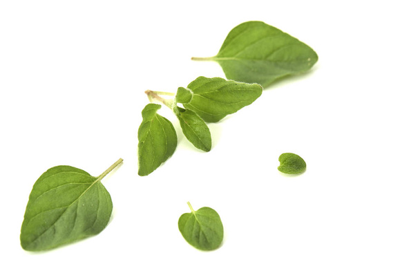 Oregano or marjoram leaves isolated on white background - Photo, Image