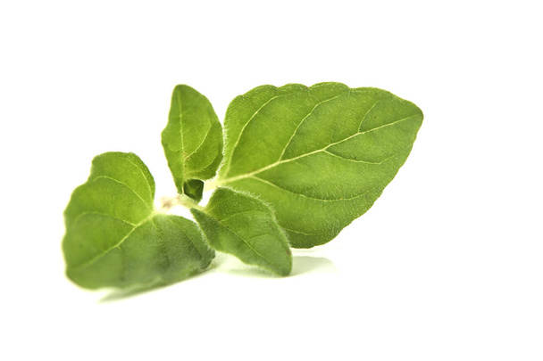 Oregano or marjoram leaves isolated on white background - Photo, Image