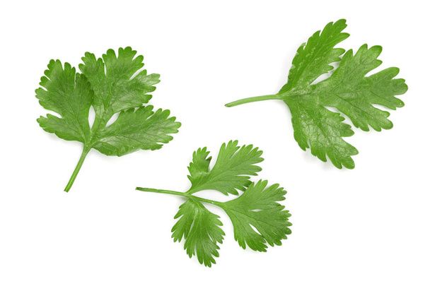 cilantro or coriander leaves isolated on white background. Top view. Flat lay pattern - Photo, Image