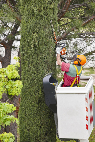 Εξοπλισμένο εργαζόμενος κλάδεμα ένα δέντρο σε ένα γερανό. Κηπουρική έργα - Φωτογραφία, εικόνα