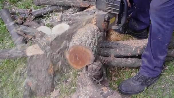 man sawing wood with chainsaw, chips, saw dust falling - Footage, Video