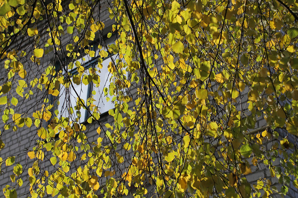 Παράθυρο ενός κτιρίου μέσω υποκαταστημάτων με πολύχρωμο φθινόπωρο αφήνει μια ηλιόλουστη ημέρα. Πολλά χρώματα του φθινοπώρου κρέμονται στα φύλλα που κρέμονται στα δέντρα α - Φωτογραφία, εικόνα