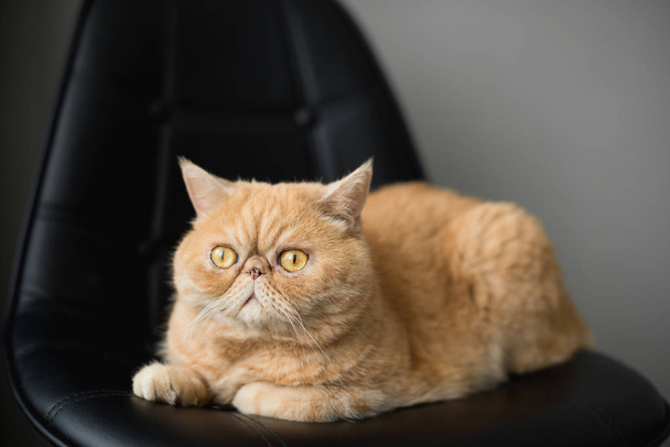 Cute fluffy exotic shorthair or persian cat sitting on a chair - Zdjęcie, obraz