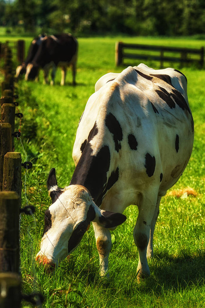 Natuur landschap met portret Holstein koe. - Foto, afbeelding