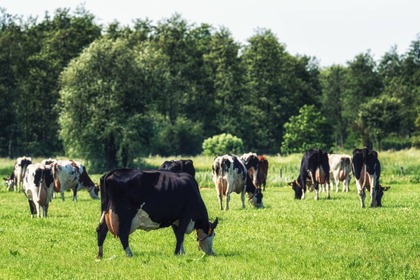 Ryhmä holsteinin lehmiä niityllä
 - Valokuva, kuva