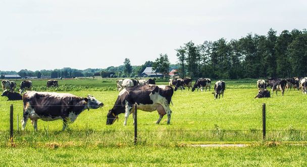 Grupa Holstein krów w łące - Zdjęcie, obraz