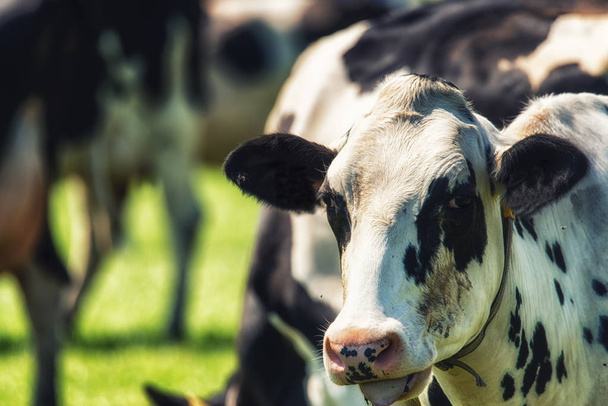 Retrato de curioso gado de vaca holandês no prado
 - Foto, Imagem