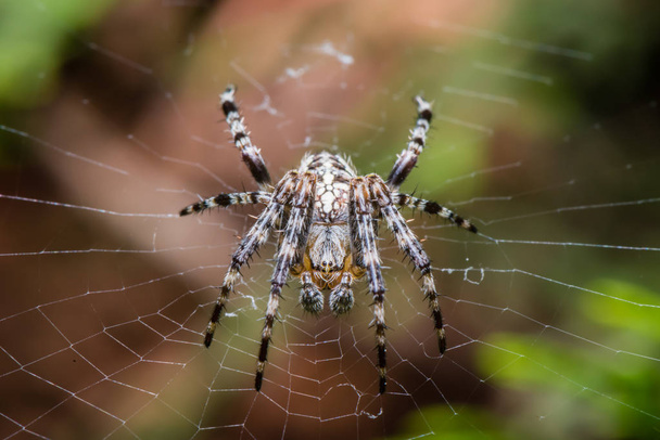 The Garden cross spider sitting front on web - Araneus diadematus - closeup - macro - Photo, Image