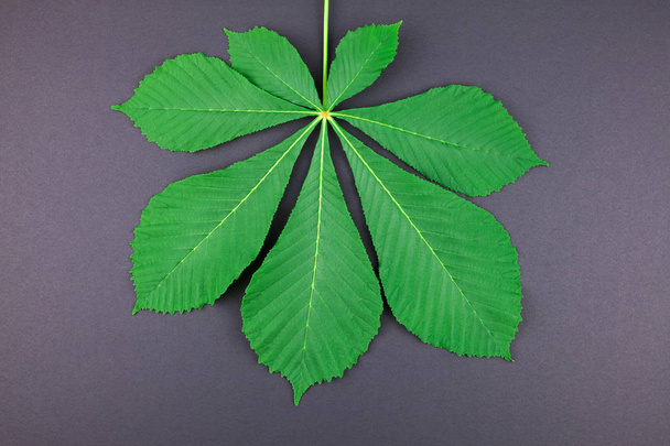 ミニマル スタイル、テキストの植物フレーム テンプレート コピー スペースと黒い紙の背景に葉の新鮮な明るい緑栗の創造的な植物フラット レイアウト平面図パターン - 写真・画像