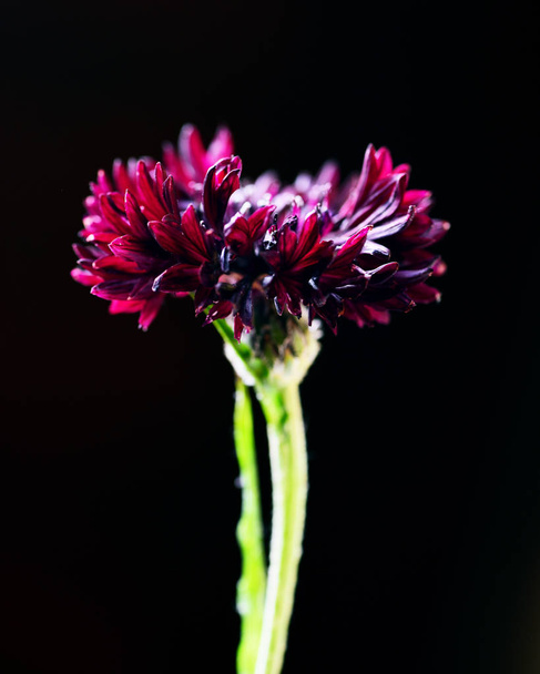Vista tonificada de achicoria roja oscura sobre fondo negro
 - Foto, Imagen
