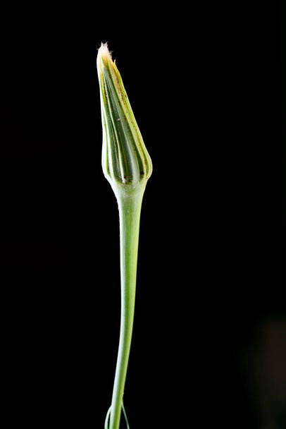 Вид на закрытый цветок на черном фоне
 - Фото, изображение