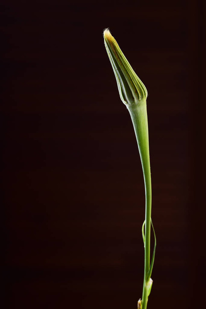Vue recadrée de fleur fermée sur fond noir
 - Photo, image