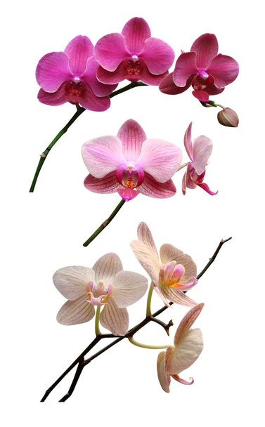 Orchids flowers - Photo, Image