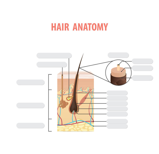 Vlasy anatomie prázdný obrázek vektor na bílém pozadí. V medicínských koncept. - Vektor, obrázek